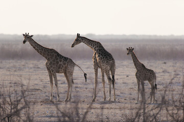 Namibia - Etosha - 3 girafes