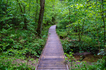 Obraz premium wooden boardwalk trail in green forest