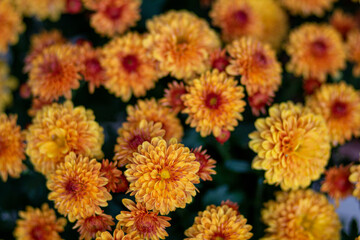 Fall Mums