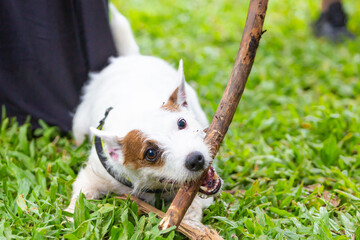 Jack Russell puppy playing with a stick bigger than him