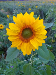 Obraz premium Close-up of a sunflower sown agricultural field of sunflowers. Helianthus