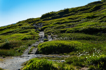 River in a green valley