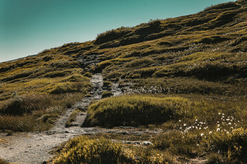 River in a green valley