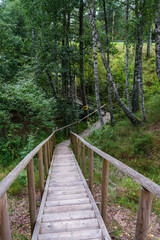 Fototapeta premium wooden boardwalk trail in green forest