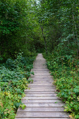 Obraz premium wooden boardwalk trail in green forest