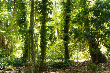 Green pepper cultivation from Zanzibar, Tanzania. Spices cultivation