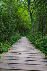 Obraz premium wooden boardwalk trail in green forest