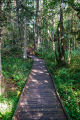 wooden boardwalk trail in green forest