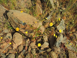 Chrysanthème de Myconos (Coleostephus myconis)