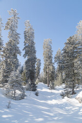 Sapins enneigés dans la forêt à Autrans