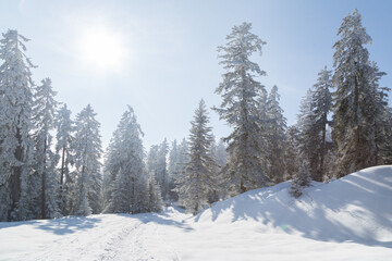 Sapins enneig&eacute;s dans la for&ecirc;t &agrave; Autrans