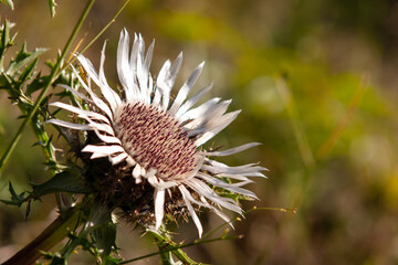 Silberdistel am Egenhausener Kapf im Schwarzwald