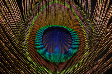 Obraz premium Close up of a Peacock feather filling the frame