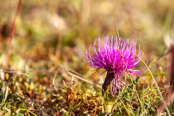 Silberdistel am Egenhausener Kapf im Schwarzwald