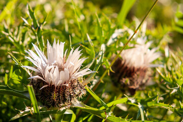 Silberdistel am Egenhausener Kapf im Schwarzwald