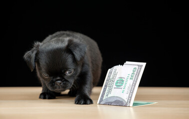 image of dog money dark background 