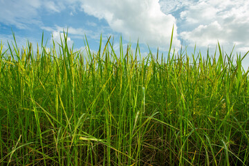 Close-up to thai rice seeds in ear of paddy.Beautiful rice field and ear of rice Morning sun against cloud and sky background