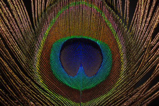 Close up of a Peacock feather filling the frame