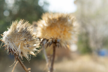 Dried thistle flower (Silybum marinanum)