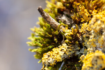 Flechten an einem Hollunderstrauch