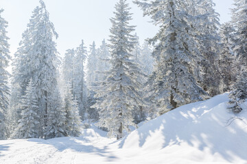 Sapins enneigés à Autrans