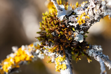 Flechten an einem Hollunderstrauch