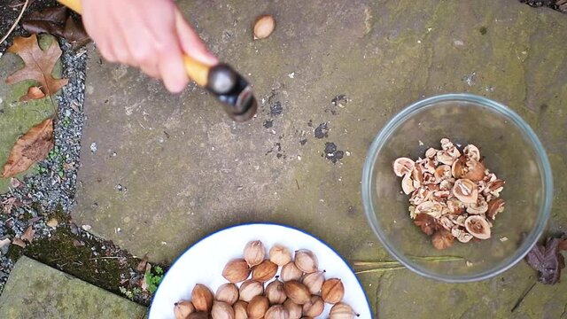 Slow motion of flat top lay view of woman hand cracking one raw pecan nut ingredient foraged in autumn in shells, smashing breaking shelling with hand tool hammer on pavement