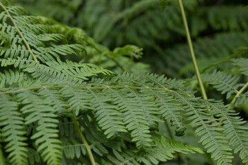 fern leaves
