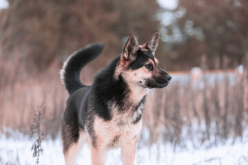 A large mixed-breed sheepdog stares off against a winter backdrop. Copy space. The dog's eyes search for its owner.  