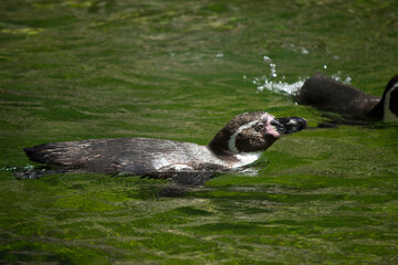 penguin int the water