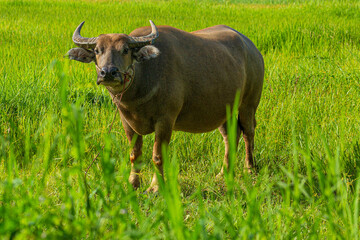 Water buffalo eating grass on meadow nature background