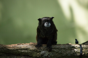 cute monkey