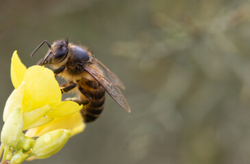 A bee collects pollen from a Yellow flower.