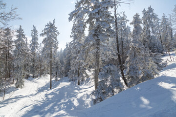 Sapins enneigés à Autrans