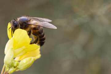 A bee collects pollen from a Yellow flower.