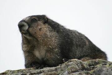 Close up of Marmot sitting on top of rock in the mountains