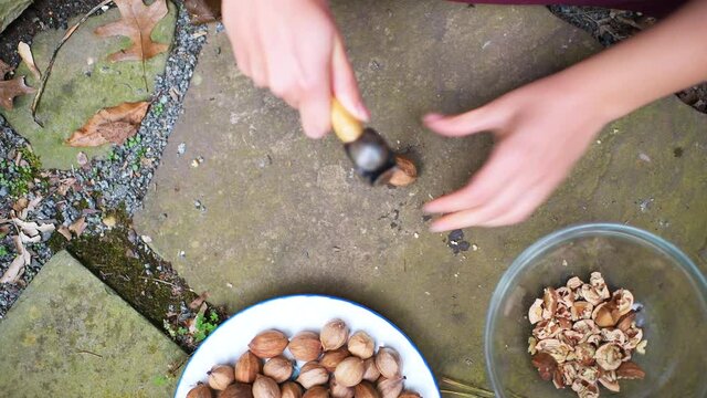 Flat top lay view of woman hand cracking one raw pecan nut ingredient foraged in autumn in shells, smashing breaking shelling with hand tool hammer on pavement