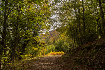 Fototapeta premium path in autumn forest