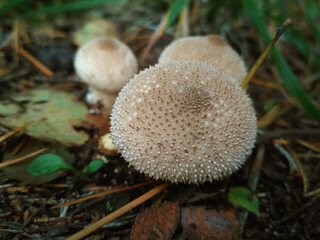 Mushrooms spiked hymenophorem on the floor of a pine Russia forest