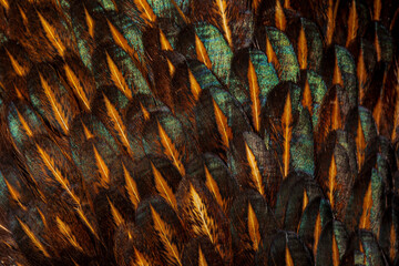 Background with feathers of a rooster