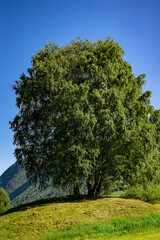 Single tree on a small hill