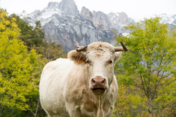 Fototapeta na wymiar White cow in nature landscape with mountain in the background