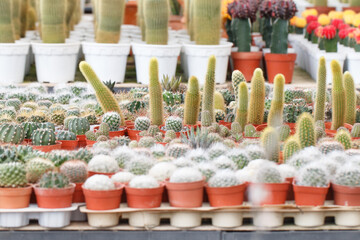 Small cactus in pots