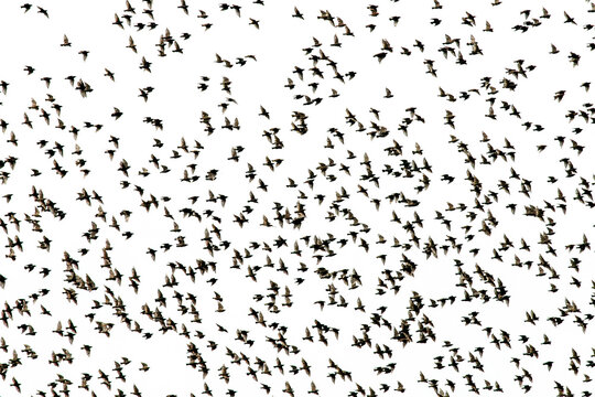 silhouettes a flock of black migratory birds starlings fly on a white background high in the sky