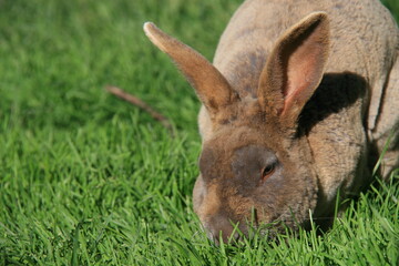 Blue Rex rabbit eating grass in the sun