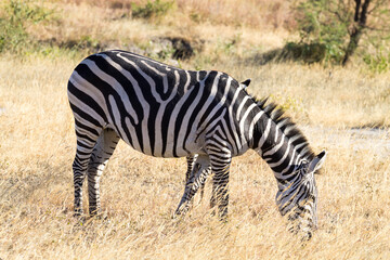 Fototapeta na wymiar Zebras close up, Tarangire National Park, Tanzania