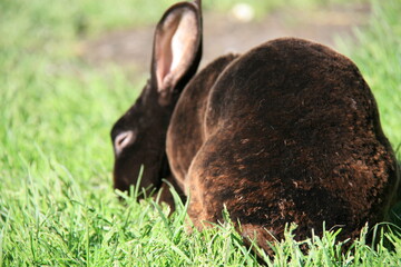 Chocolate velvety Rex rabbit eating green grass in the sun