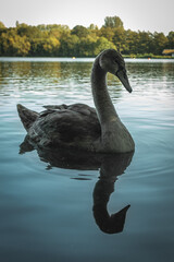 black swan on the lake