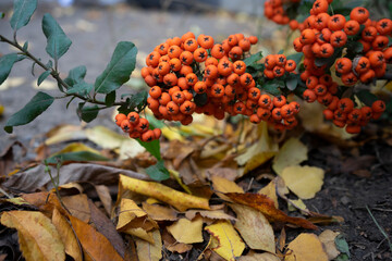 Bunches of orange pyracantha berries in autumn