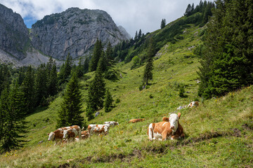 In den Ammergauer Alpen